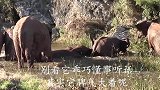 大象表演途中失控，突然冲进人群，镜头拍下全过程