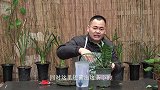 养护虎皮兰，自制有机营养液，让新芽更健壮
