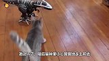 小猫欺负小鹿，小鹿向妈妈告状，鹿妈妈很生气后果很严重！