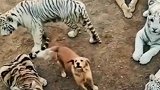 狗妈妈非常厉害，身边全是猛虎！