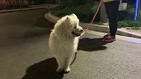 古牧犬和萨摩耶犬生的串串狗，长的稀奇古怪