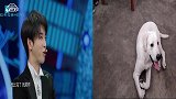 拉布拉多崇拜华晨宇 每天抄着手冒充老年人