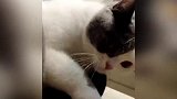 “液体”猫从小在瓶子里睡觉 把瓶子当窝进出自如