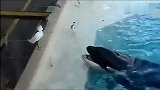 鲸鱼友善地给小鸟吐了条小鱼，然后小鸟就被套路了！