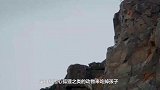 为了找到父母，小鹅宝宝勇敢一跃，看着太揪心了