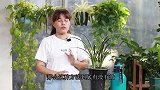 兰花叶片焦尖，剪掉后涂抹烟灰，到底有没有效？
