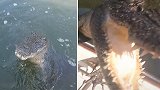 澳大利亚：一条鳄鱼跟在小船后游动，猛然从水中跃起冲向镜头