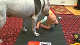 小狗模仿小宝宝在地上爬，最后宠溺的舔小宝宝的脑袋