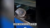西安一小狗绑铁丝套塑料袋，被无情丢进垃圾桶，众人热心解救领养