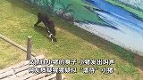 猩猩拖拽着小猪腿来回跑疑似“虐待”，动物园：它们相处两年了，是在玩耍
