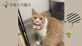 小猫咪竟这么可爱，看完这个视频后，我竟然不知道小猫咪原来什么