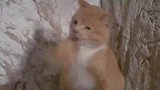 主人正在洗碗，猫咪竟然要求主人抱抱，主人的反应十分有爱