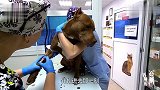 主人带凶猛的比特犬去医院打针，网友：一看就是“老病号”