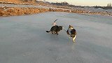 田园功夫猫，冰上舞出的猫步！