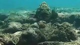 你瞅啥？这条石斑见到我竟然一脸无所谓的样子