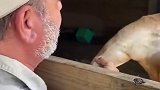 袋鼠的肌肉有多强壮 袋鼠：愚蠢的人类，我这一拳下去你可能会s娱乐播报台