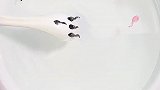 用白板笔画画，画竟然动起来了！