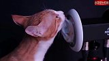 带上耳机，点开视频，享受猫咪为你提供的掏耳朵服务！