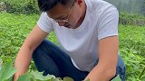 问一下牛郎和织女咱们的七夕节到底适合吃点啥？山东人过啥节都要吃饺子 山东生活日记 田园生活