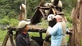 当熊猫宝宝抱着你的脖子不撒手，还摸你的光头时，心里有何感想