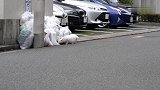一只怀了孕的流浪猫饿了，来到垃圾堆里找吃的，猫咪让人看了心酸
