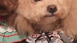 太香了声控大餐哈哈