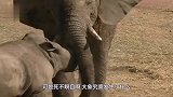 犀牛母子喝水，大象一言不合上来就干！犀牛惹不起我还躲不起吗