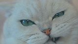 猫咪的迷之微笑是啥意思