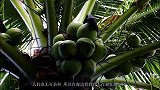 这是什么椰子树？怎么还得蹲下才能采摘？看完长知识了