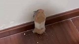 主人偶然拍到养的仓鼠拆家