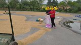湖南常宁原味乡村生活画面：秋收——晒稻谷