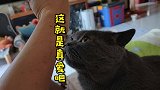 这就是小猫咪真爱吧
