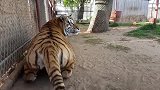 老虎正在睡觉，主人在身后叫了它一声，瞬间被吓得魂都离家出走！