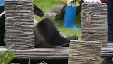 大熊猫：国宝的玩具都是全人力操控的