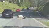 猪我帮你清理路障,动物成精