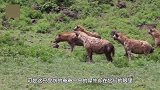 5只鬣狗掏肛受伤犀牛，犀牛却淡定吃草，鬣狗：“不锈肛”！