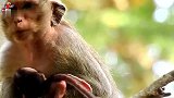猴子卡西抱着两个婴儿，一个朝下倒着，这样它能够呼吸顺畅吗