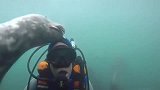 国外潜水员突遭海豹袭击，画面感太调皮，网友可爱！