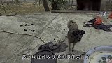 农村土狗翻脸比翻书还快“从未见过厚颜无耻的狗”这狗还能喂吗？