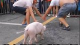 捉猪比赛，了解一下八戒撞天婚的既视感