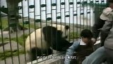 大熊猫骨折被“扒裤子”，光着腿的样子，让人忍不住笑了