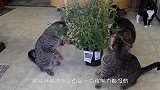 猫咪吸了猫薄荷之后，场面完全控制不住，网友：喂，警察叔叔吗？