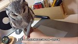 猫头鹰在外冻了一夜，看见主人委屈得都要哭了，镜头记录全过程