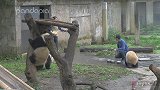 四喜丸子小零食时间