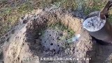 将铝水倒入红火蚁巢穴，意外收获了一件精美的艺术品，场面太壮观