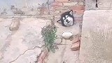主人出门狗子没人喂，回家后看到了这一幕