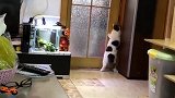 猫：我去看看厨房有啥好吃的！
