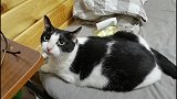 今天又是奶牛猫和铲屎官说不完话的一天。