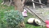 大熊猫傲娇合集，真是集万千宠爱与一生的动物啊，太可爱了！