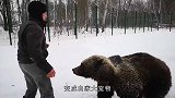 俄罗斯飞行员捡到小棕熊，一个偶然的善举，却成了一生的牵挂！